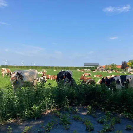 't 住宿加早餐酒店